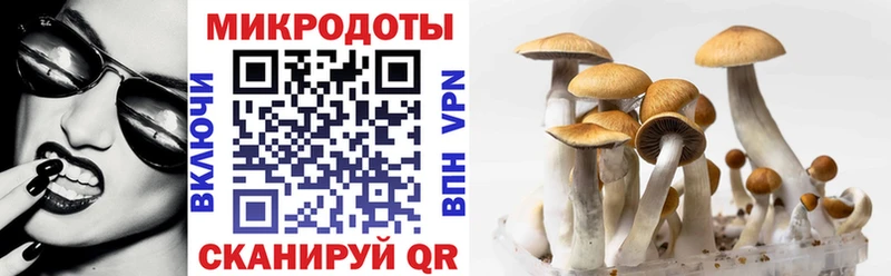 закладка  Кореновск  Псилоцибиновые грибы MAGIC MUSHROOMS 